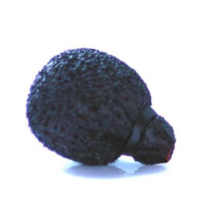 Picture of Neoprene-coated Mini Lavalier Foam